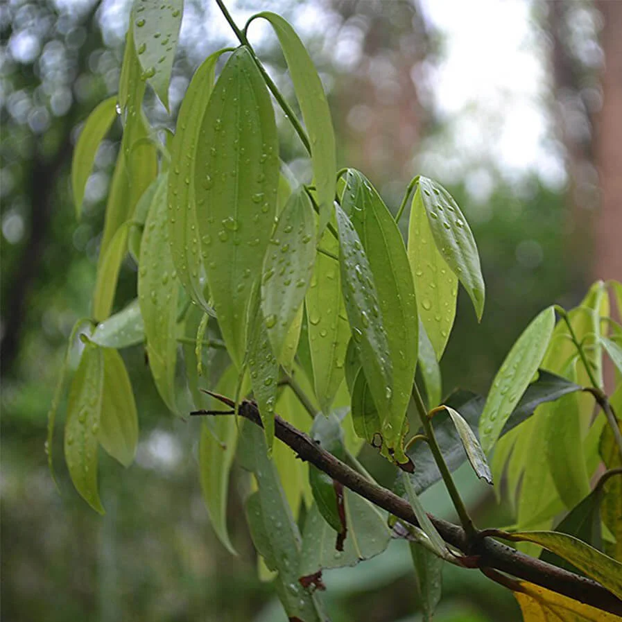 Cinnamomum tamala by Paco Garin