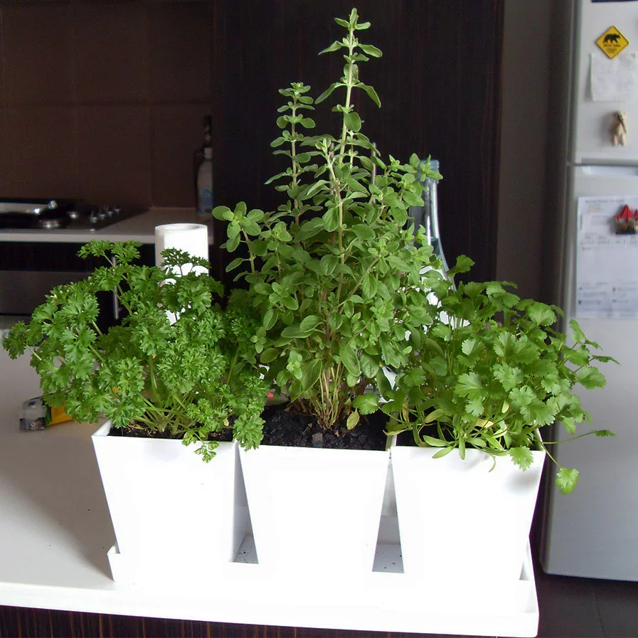 Curly Parsley Marjoram and Coriander by Cindy