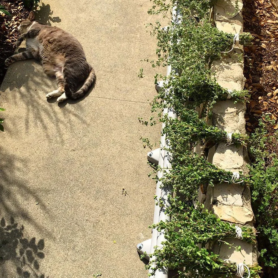 Drying bundles of Oregano and Marjoram in the sun by Cheryl Lee