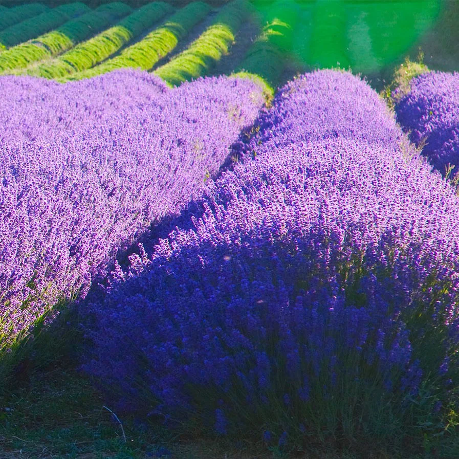 English Lavender by Adam Swaine