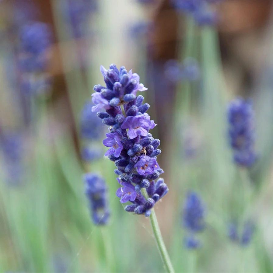 English Lavender by Paul Hibbins