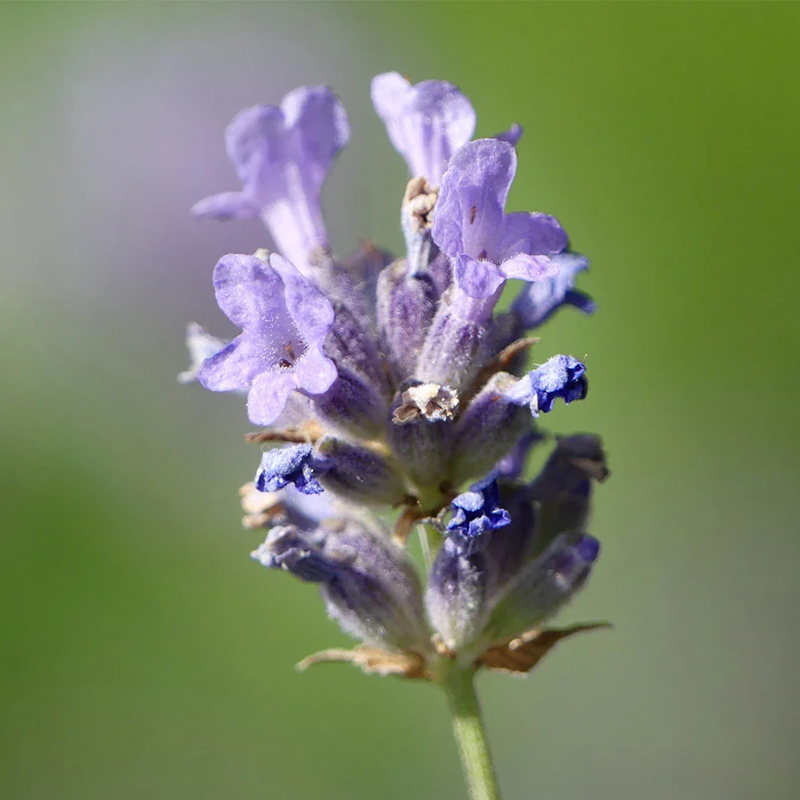 English Lavender by Simon Marshall