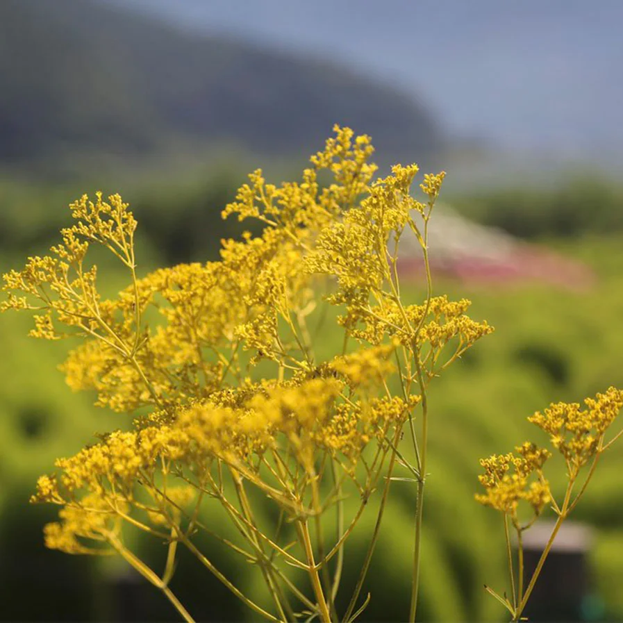 Fennel by Joka2000