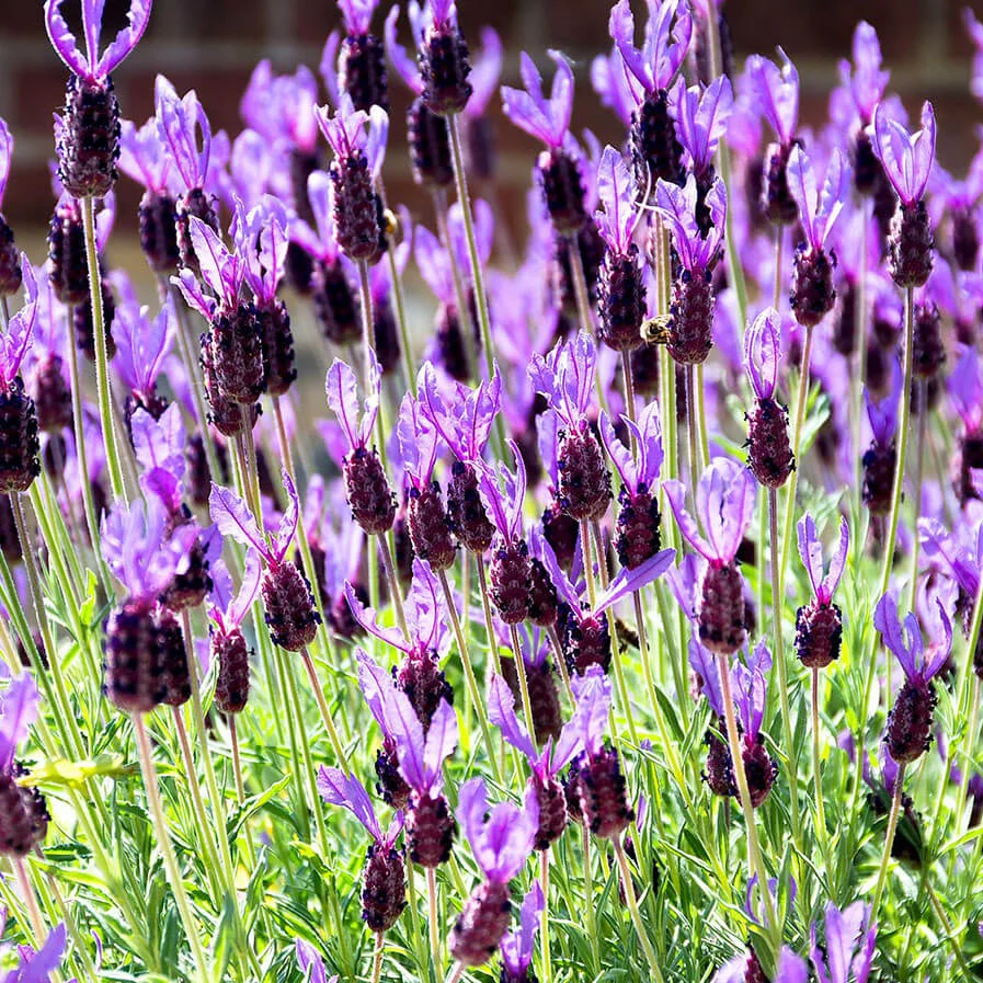 French Lavender by Sasastro