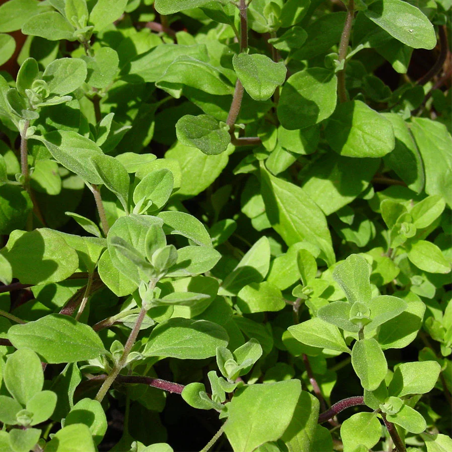 Fresh Marjoram by Larry Hoffman