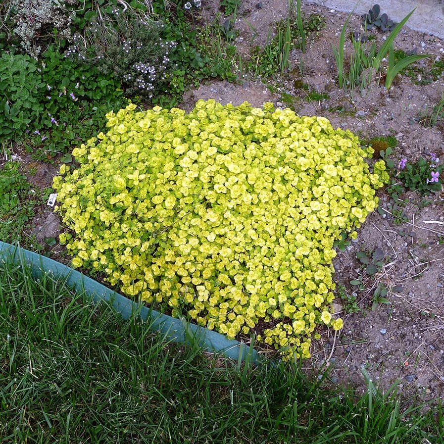 Golden Marjoram by BDs World