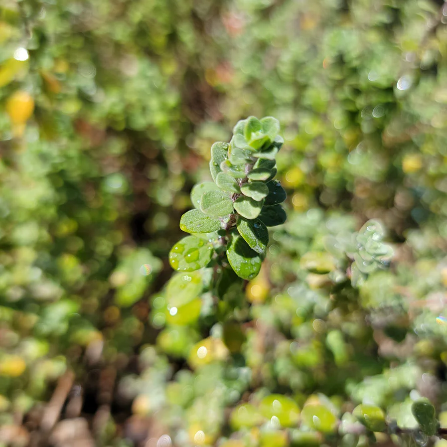 Knotted Marjoram by Traveler 999