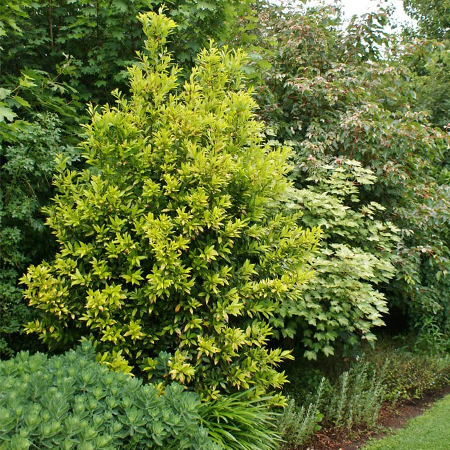 Laurus Nobilis Aurea by Karl Gercens