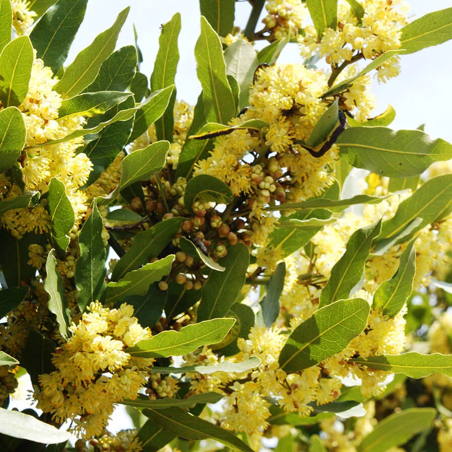 Laurus Nobilis by Ferran Llorens