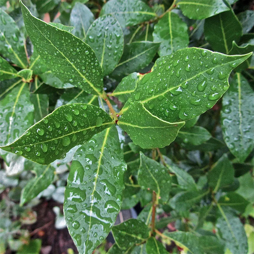 Laurus Nobilis by Irenes Daily Pics