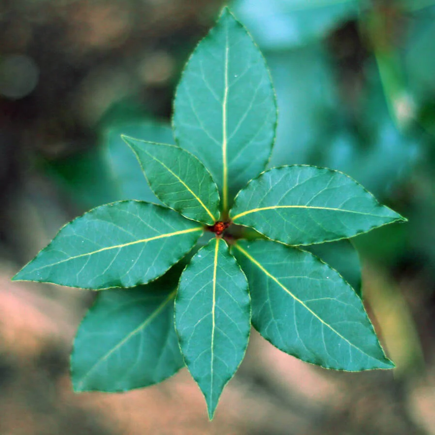 Laurus Nobilis by Ivana Barrili