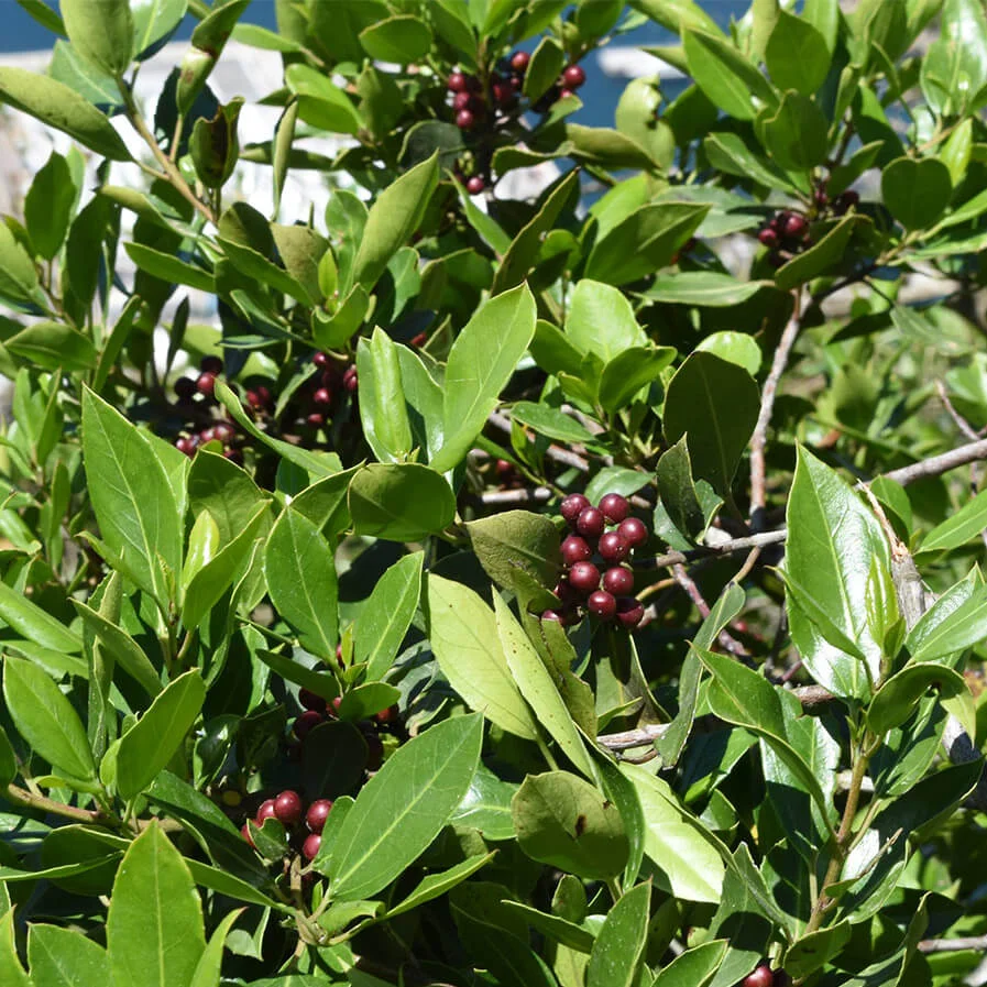 Laurus Nobilis by Rolf Theodor Borlinghaus