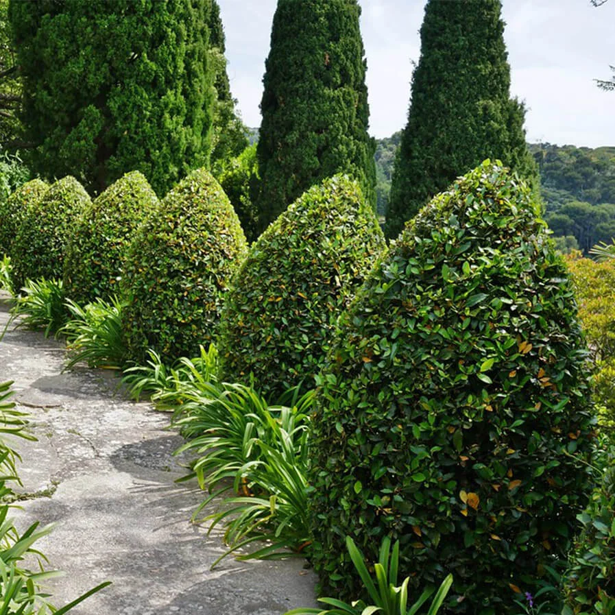 Laurus Nobilis topiary by Karl Gercens