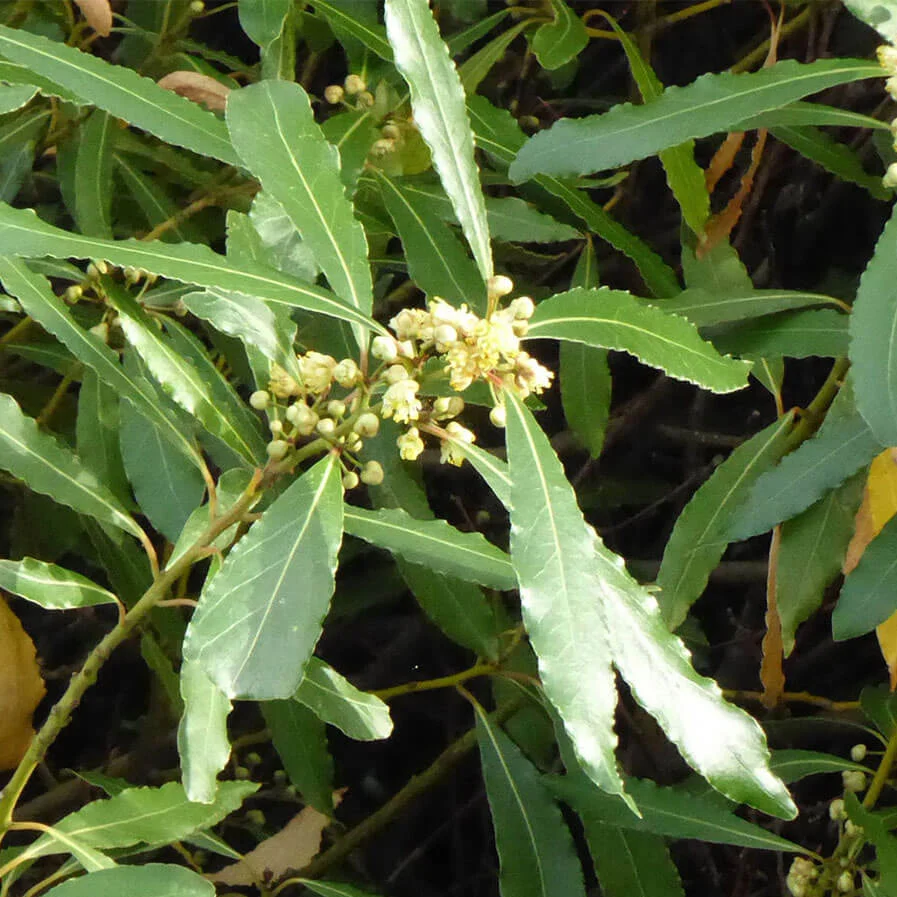 Laurus nobilis undulata crispa by Nora Goosen