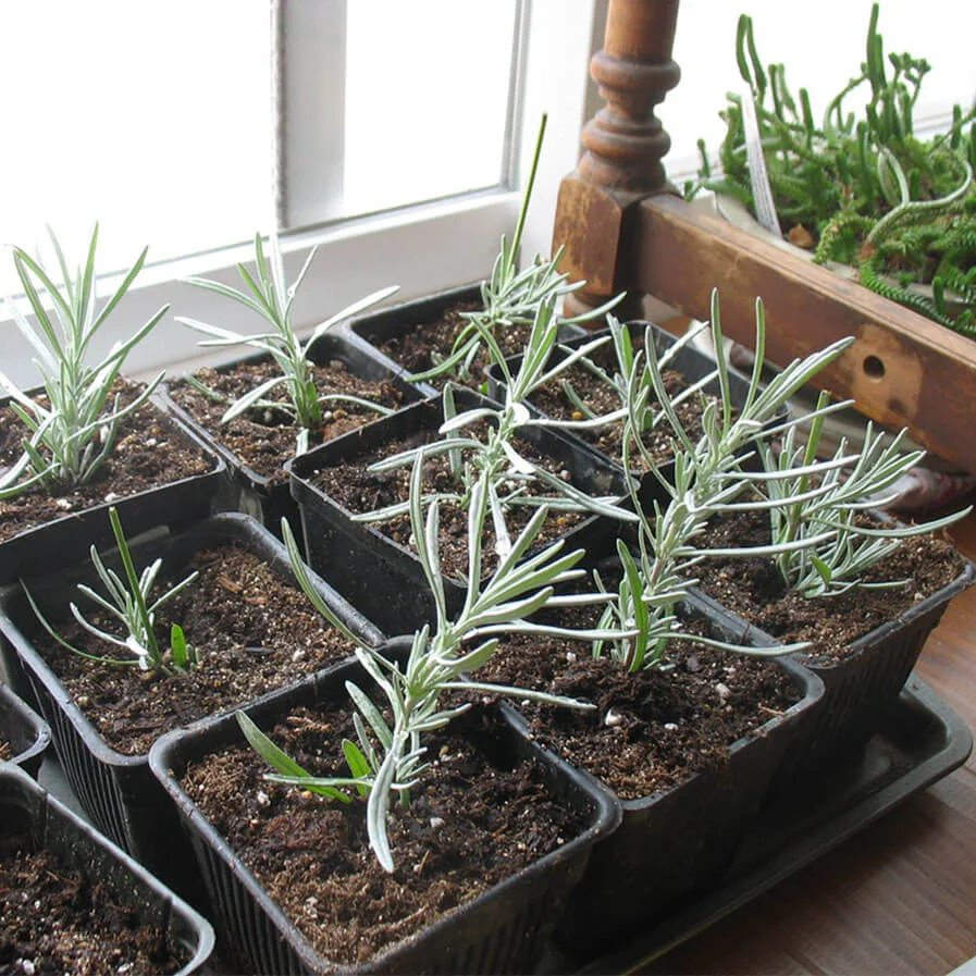 Lavender Cuttings by Czefir