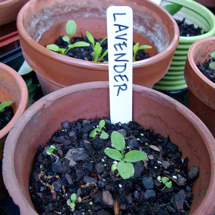 Lavender Seedling by Carrie Norin