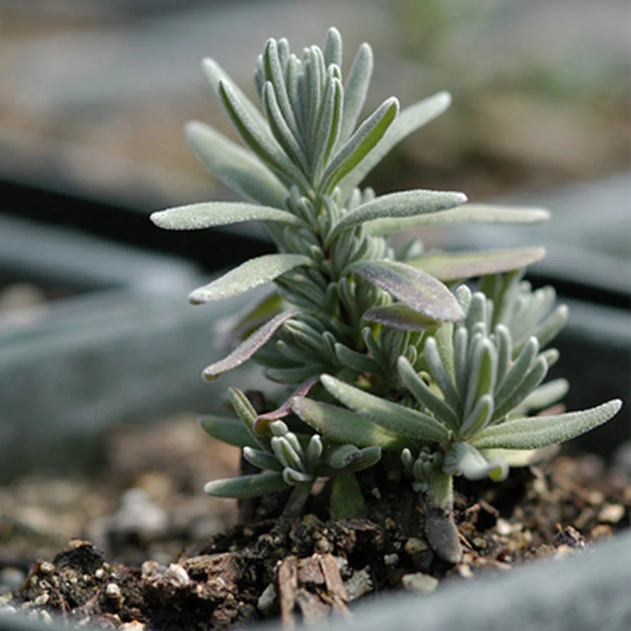 Lavender Seedling by Melissa Boice