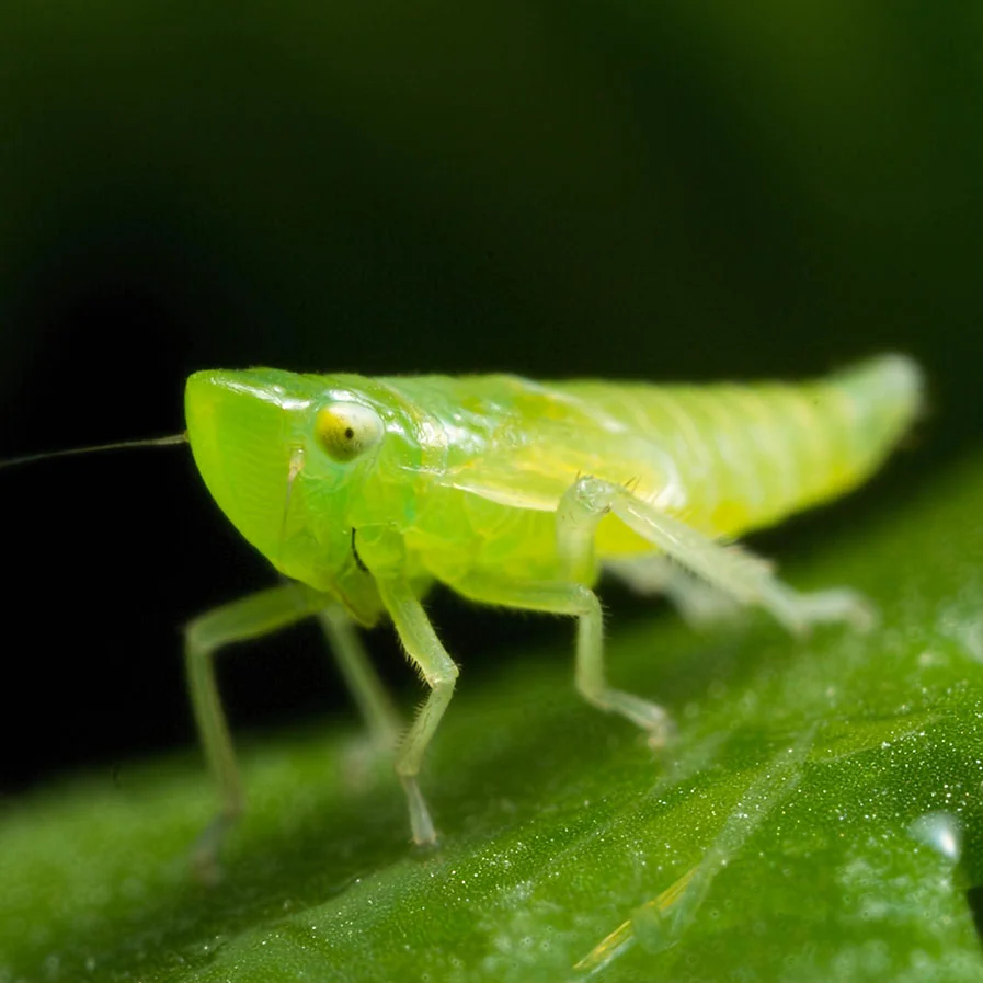 Leafhopper Larvae by Mattbpics