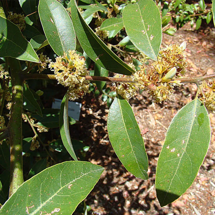 Litsea glaucescens Mexican bay leaf by Dick Culbert