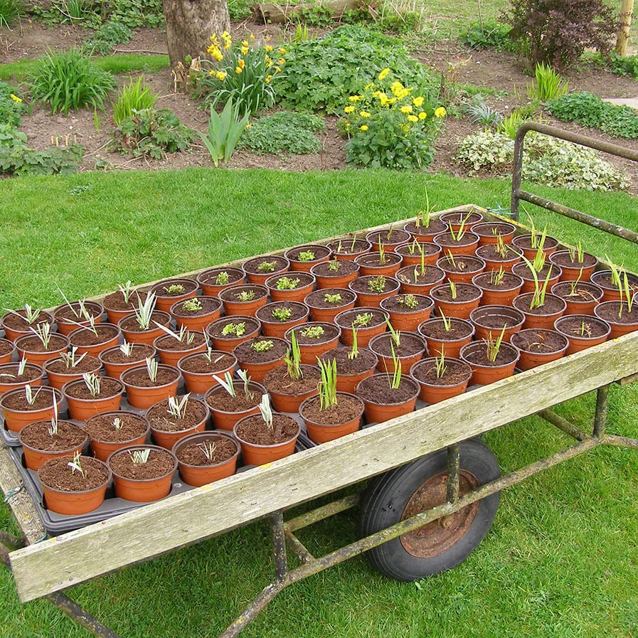 Propagated crocosmia marjoram and ornamental grass by Alan