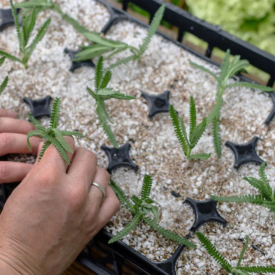 Propagating Lavender by Hedgerow Rose