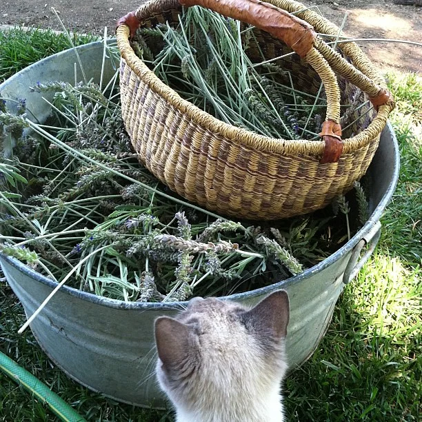 Pruning Lavender by Michelle Takacs