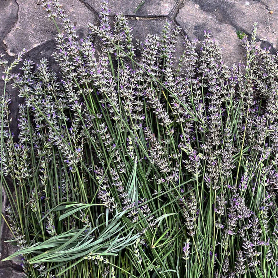 Pruning lavender by Tiffany & Andrew