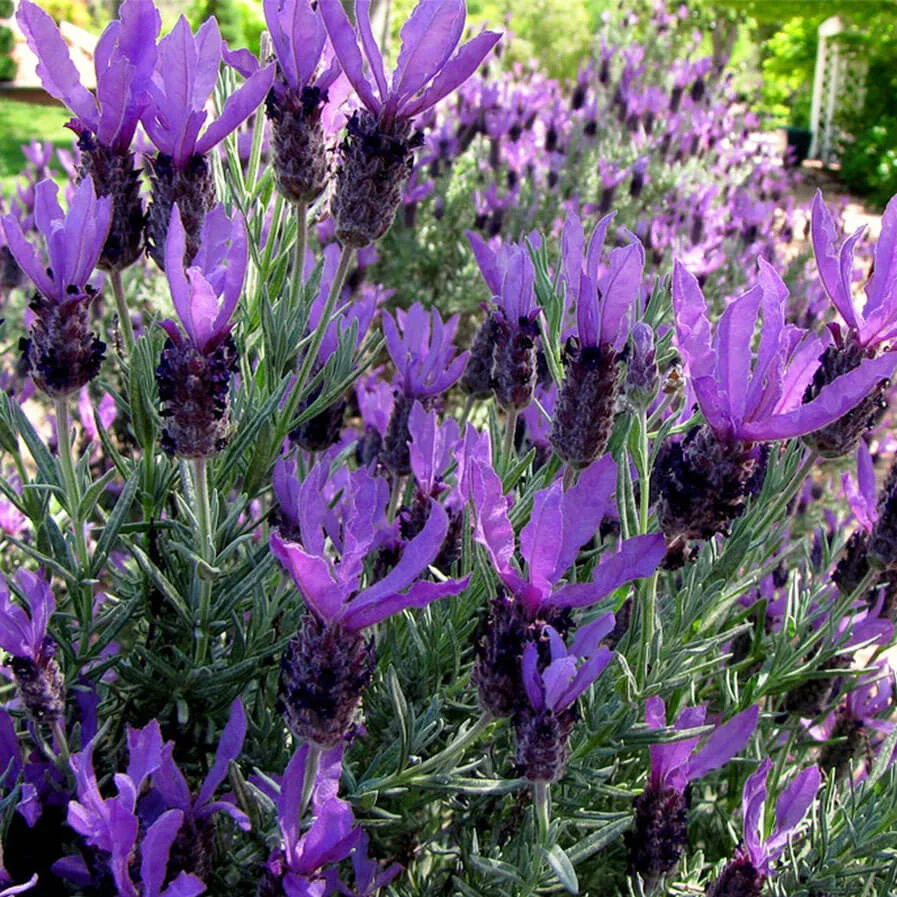 Spanish Lavender by Sazzy