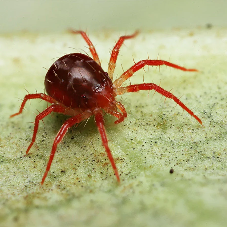 Spider Mite by Brian valentine