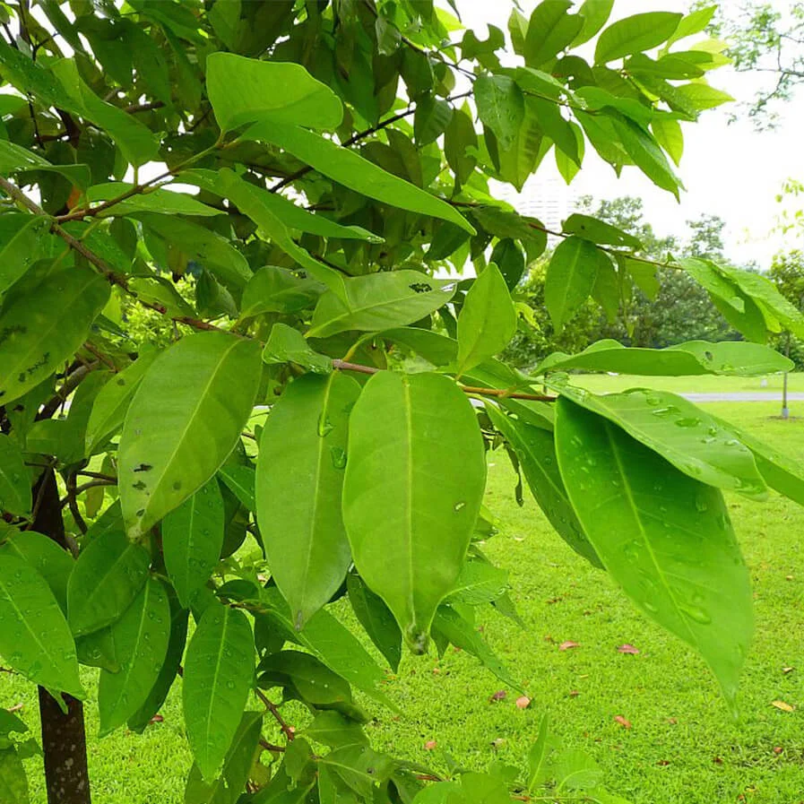 Syzygium polyanthum Indonesian Bay Leaf by Rainer Mnke