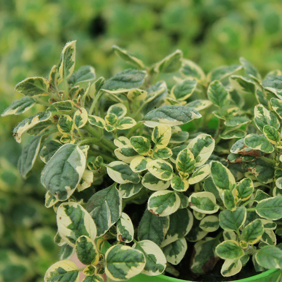 Variegated Marjoram by Valleybrook Gardens Ltd