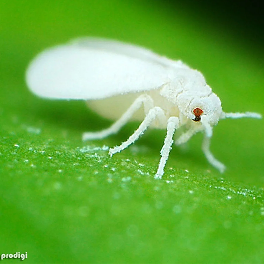 White fly by Albert Tamayo