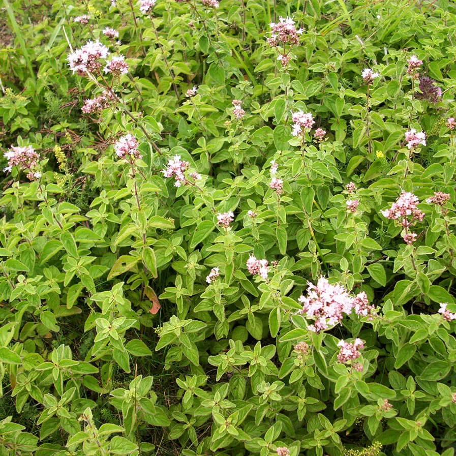 Wild Marjoram by Clare Evans