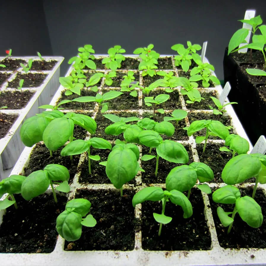 basil seedlings by Sharleen