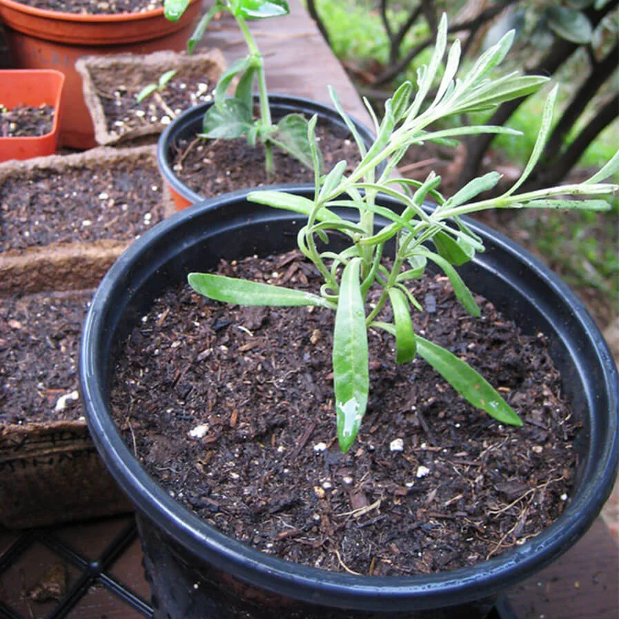 lavender cutting transplanted by GreenFrieda