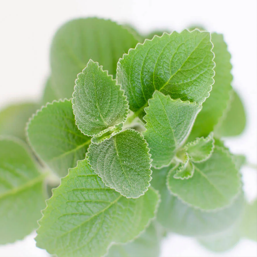 lemon balm by Inma F