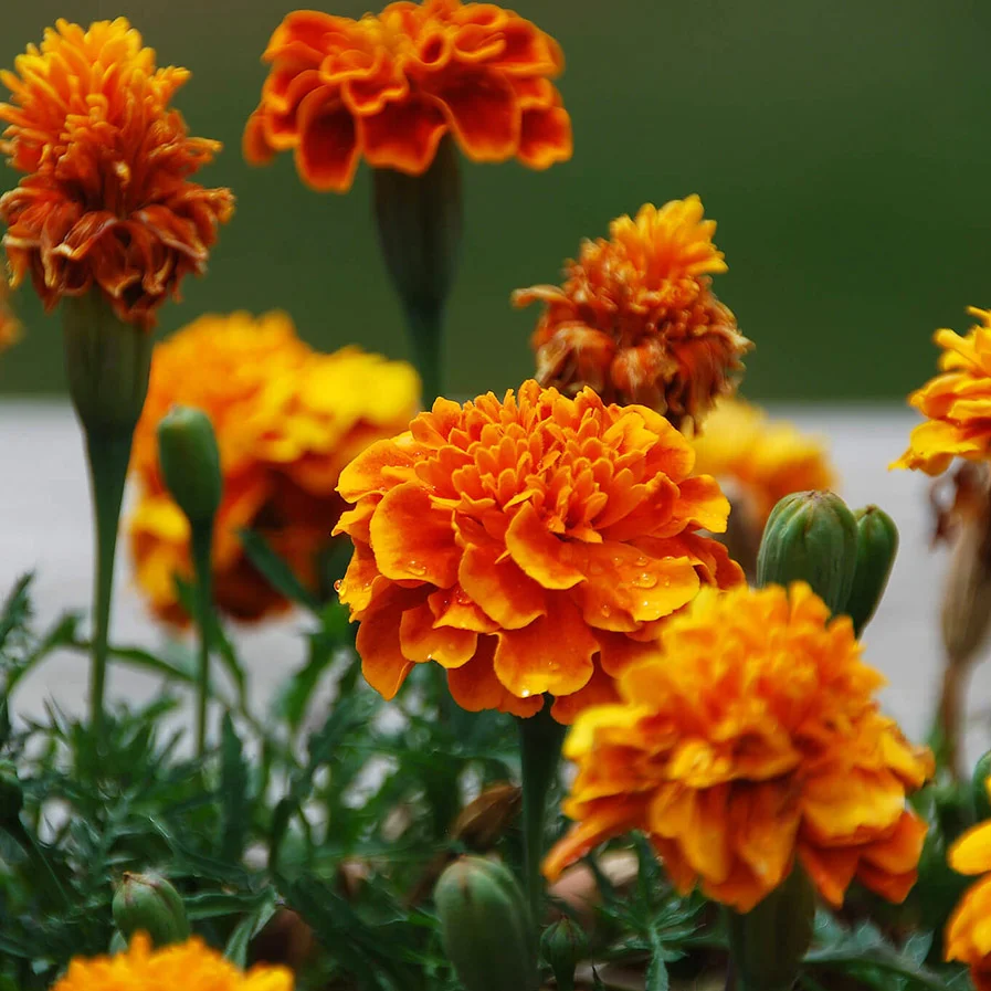 marigolds by Samantha G 82