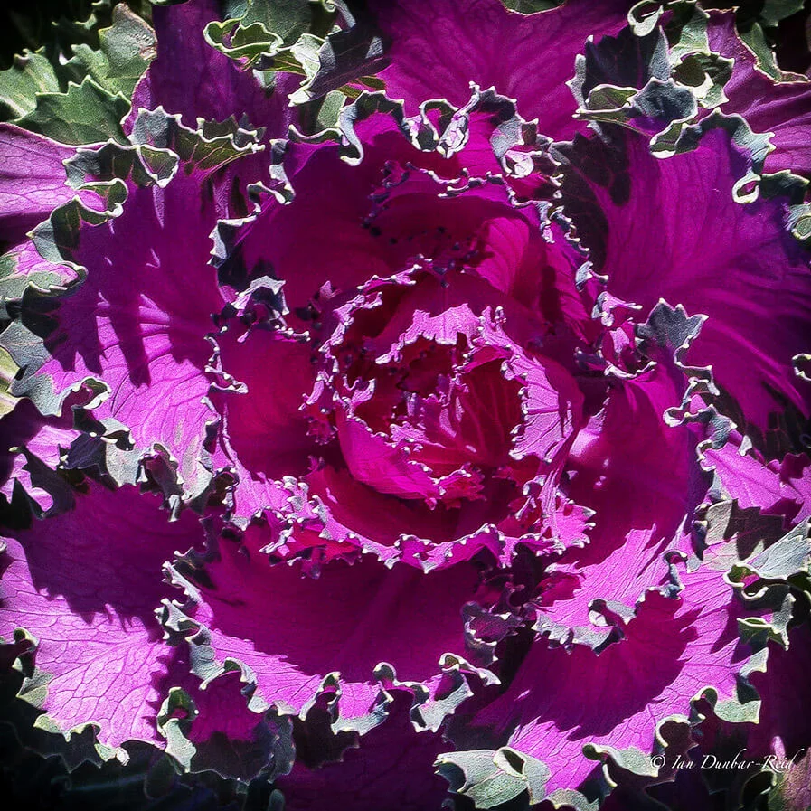 ornamental Brassica by idunbarreid