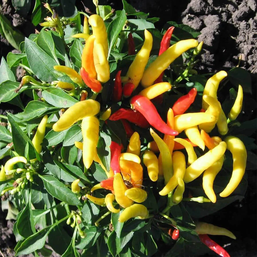 pepper plant by labels_30