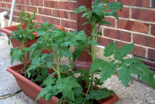 tomato plants by Jessica Workman