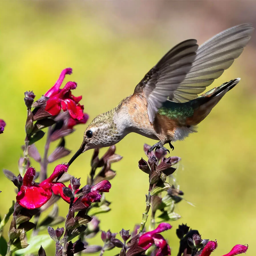 A female Rufous Hummingbird almost to the sweet nectar of our Salvia Greggii Sage plant by Debbie Meader