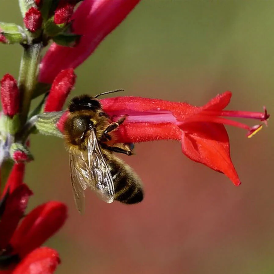 Bee on Pineapple Sage by Marja