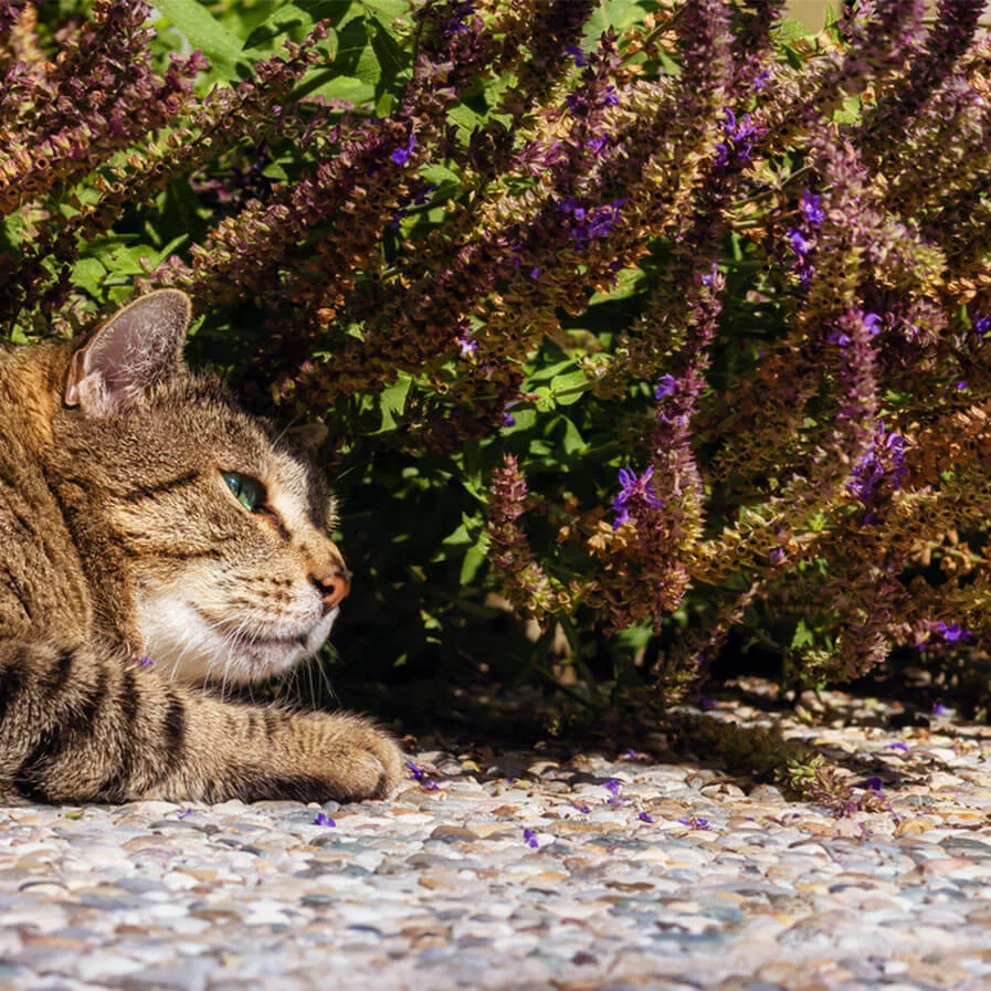 Cats under Sage 1 by Regina