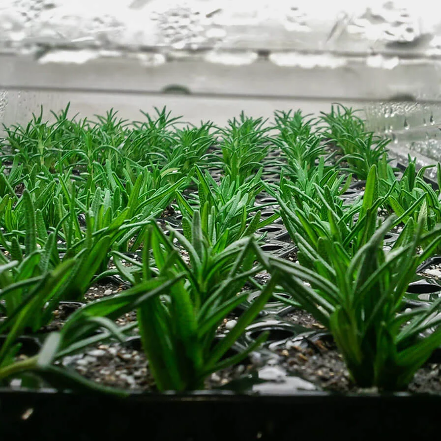 Cuttings of Rosemarinus officinalis Tuscan Blue under a dome on the rooting bench by John