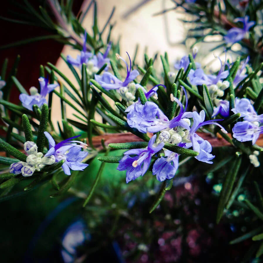 Heavenly Blue blooming Rosemary by Brenda Boisvert