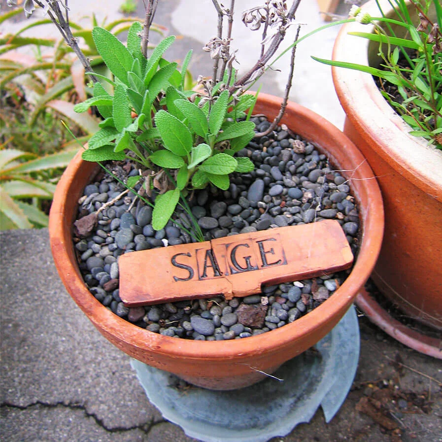 Potted Sage by hesterb