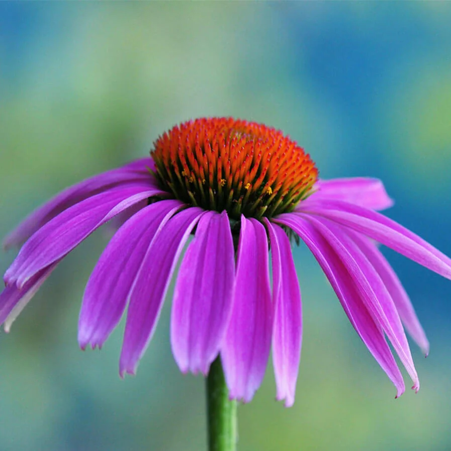 Purple Coneflower Echinacea Purpurea by Natureloving