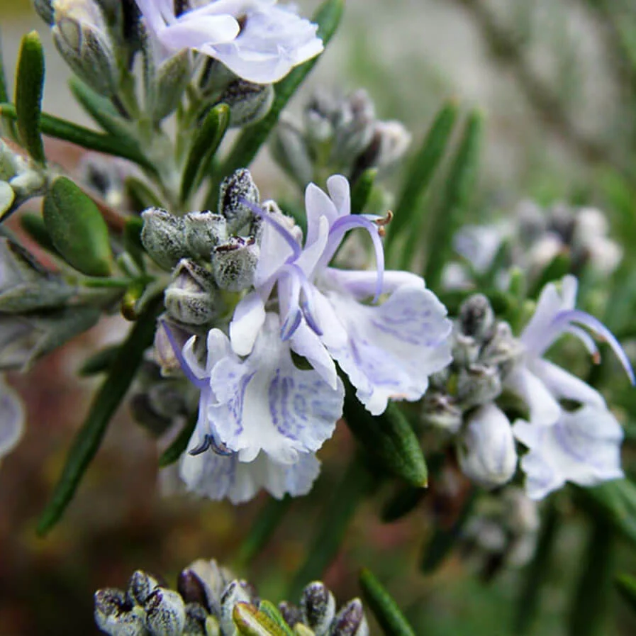 Rosemary Arp by Cheryl Moorehead