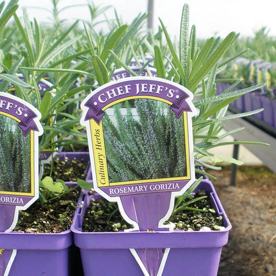 Rosemary Gorizia by Homestead Growers