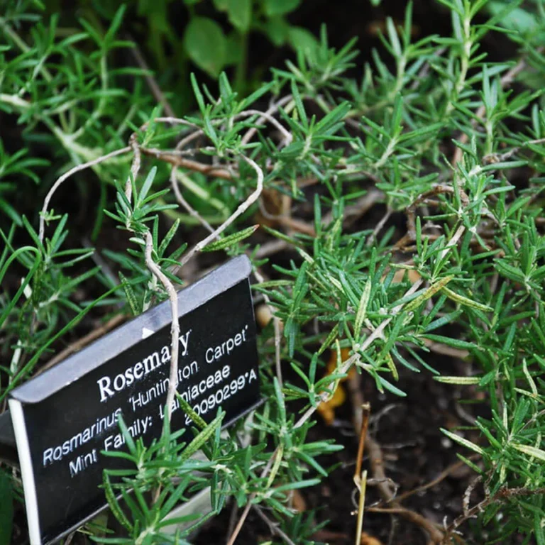 Rosemary Huntington Carpet by Adam Fagen